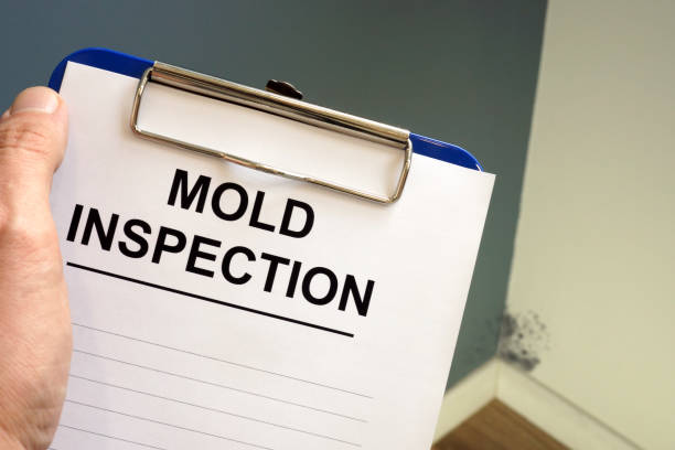 Professional Mold Removal in Sargent, TX